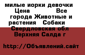 милые иорки девочки › Цена ­ 15 000 - Все города Животные и растения » Собаки   . Свердловская обл.,Верхняя Салда г.